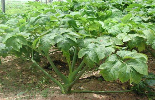 Cultivation techniques of tomorrow's leaves