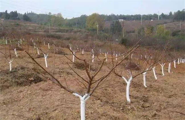 The effect of whitening on fruit trees