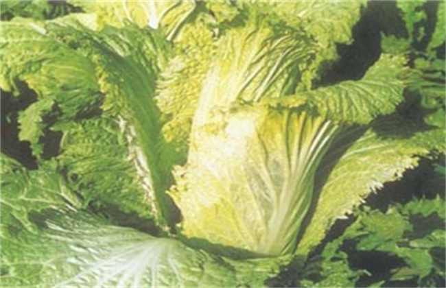 How to prevent low temperature Frost injury of Chinese Cabbage