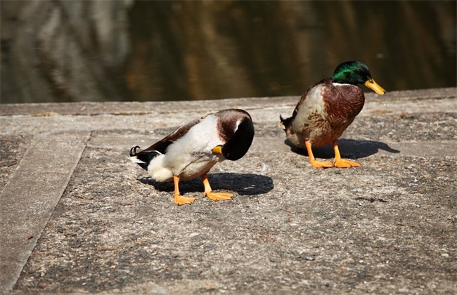 Market Prospect of Mallard Duck breeding