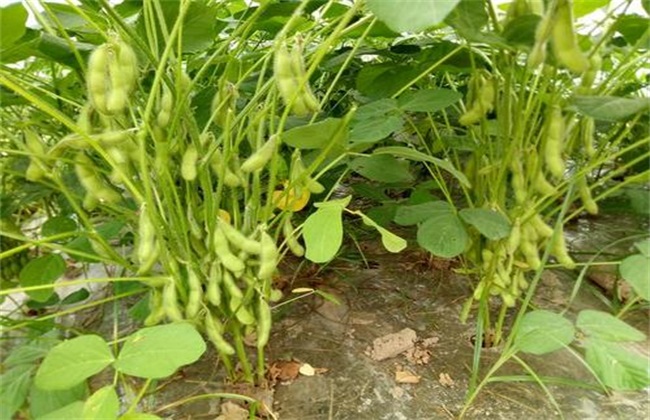 Causes of few pods of edamame bean in early spring and its control