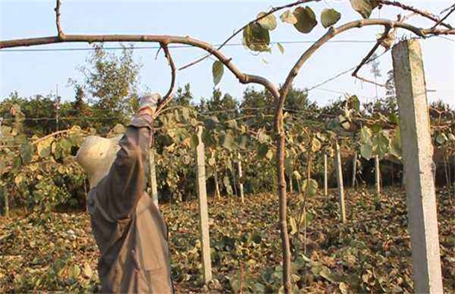 How to determine the winter cutting time of kiwifruit