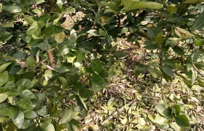 Causes and control measures of citrus abnormal defoliation in winter