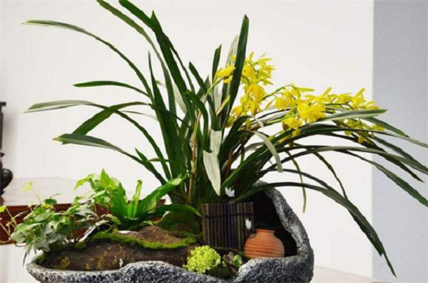 How to judge that orchids should be watered