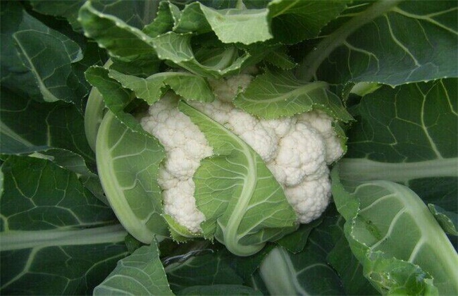 Causes and control methods of dry heartburn in cauliflower