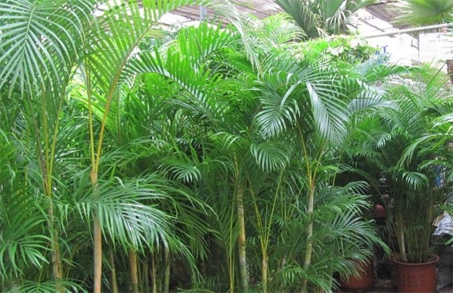 What if the leaves of Phyllostachys pubescens turn yellow and dry?