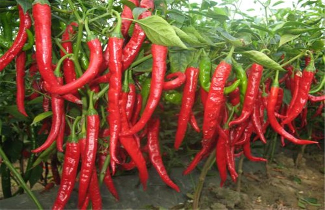 Causes of Hollow Pepper and its Countermeasures