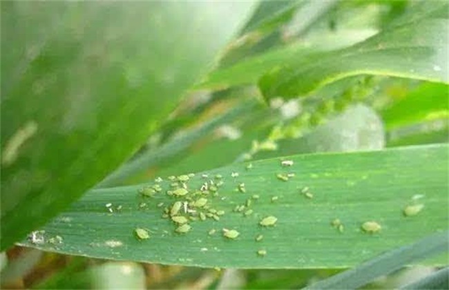 Control methods of corn aphids