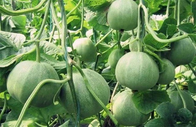 Causes and control methods of muskmelon fruit