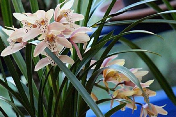 How to grow orchids? Maintenance of Orchid in each growing period