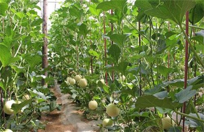 Management technology of muskmelon after fruit setting in greenhouse