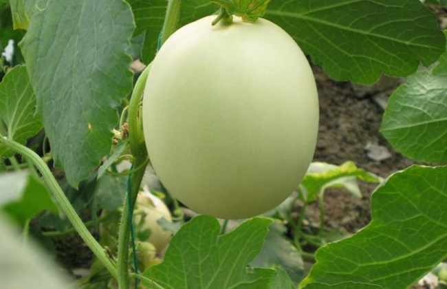 Causes and Control measures of low Fruit setting rate of muskmelon in greenhouse