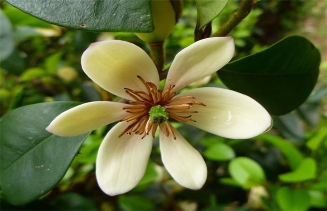 Propagation methods of Michelia mollissima