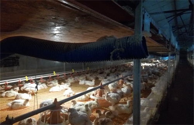 Ventilation and dehumidification methods of chicken house in winter