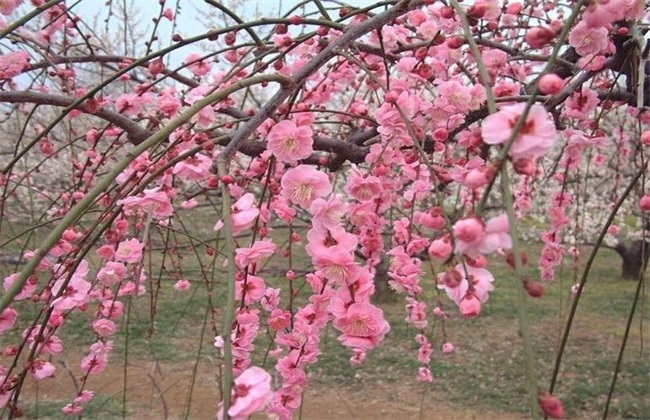 High pressure Propagation of Plum Blossom