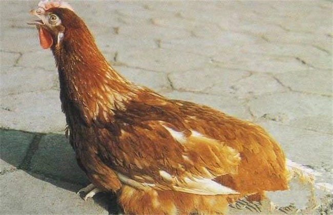 What is the reason for the decline of immunity in chickens