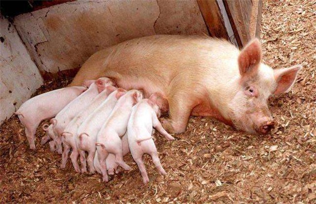 The reason why piglets were crushed to death