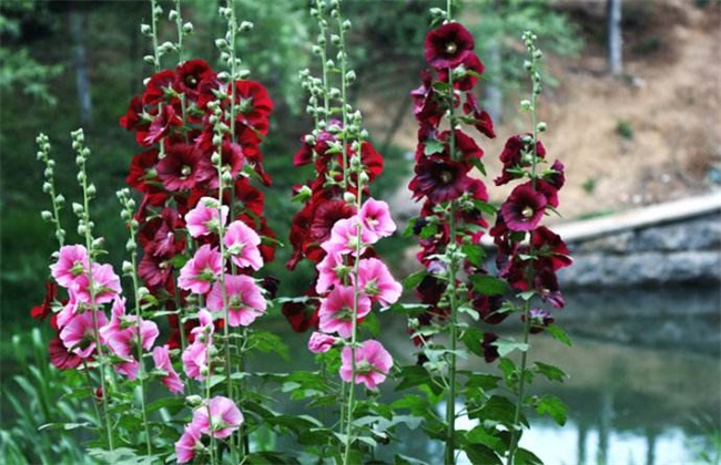 Culture methods and matters needing attention of hollyhock