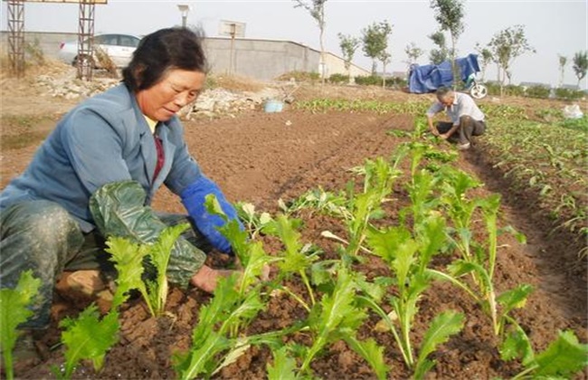 Transplanting techniques and seed retention points of mustard