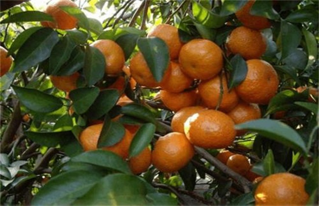 Causes and remedial measures for the small size of tangerine fruit