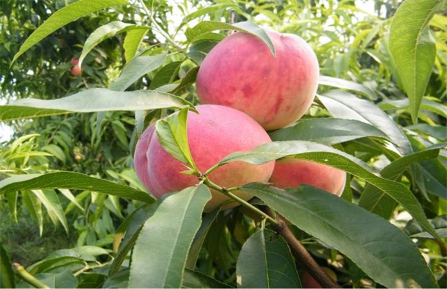 Causes of Malformed Peaches