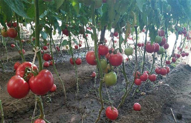 Misunderstanding of picking leaves of Tomato