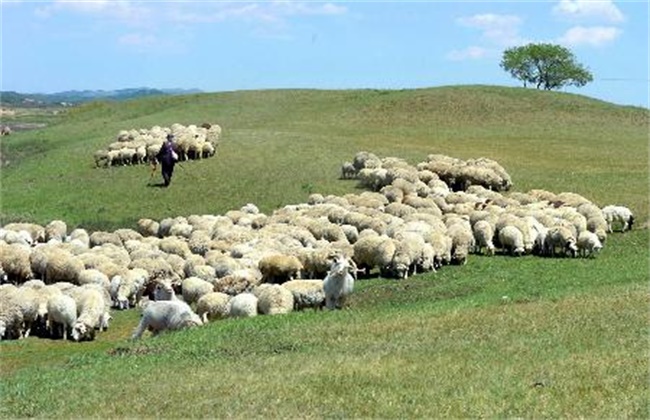 Grazing Management and points for attention of Mutton Sheep in four Seasons