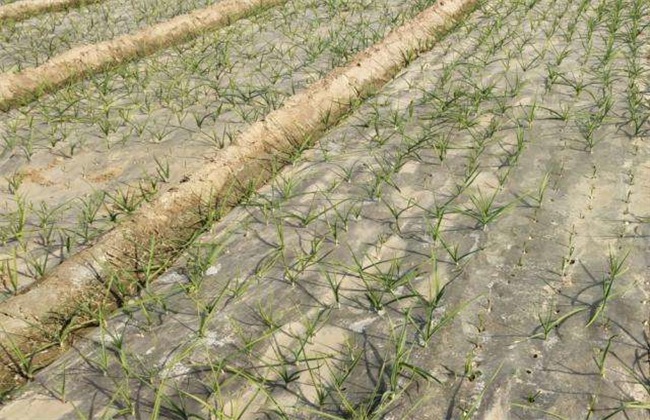 How to remedy the lack of seedlings and broken ridges in Wheat