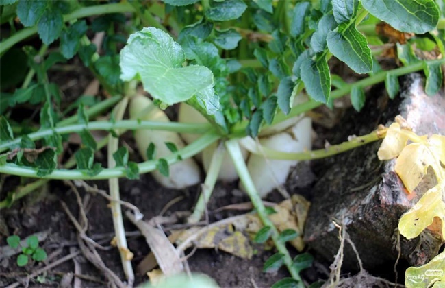 Benefits and methods of picking leaves of radish