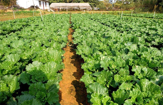 How vegetables promote Deep Root to increase yield