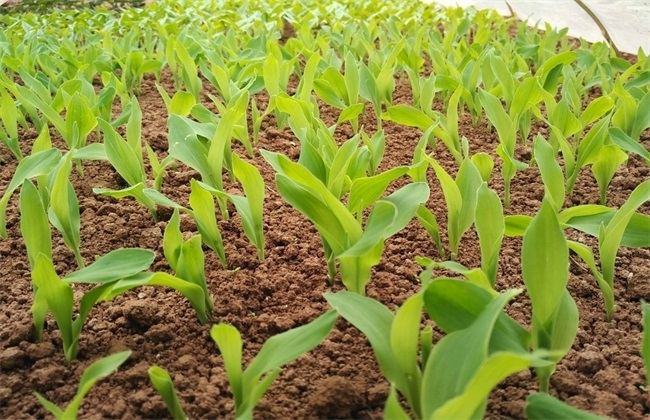 What happened to the big and small corn seedlings?