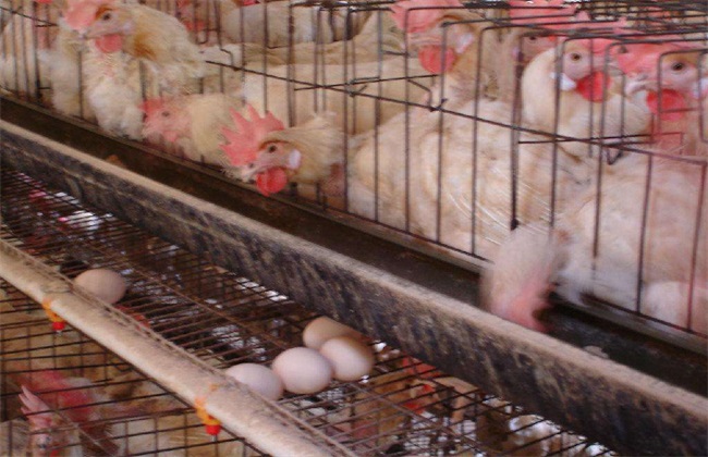 The harm of early laying of laying hens