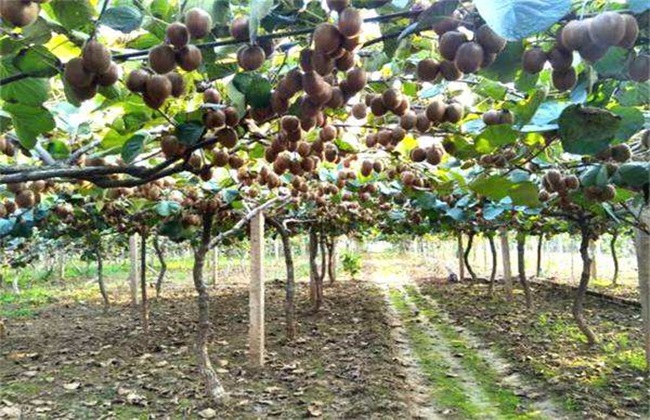 What about the fallen leaves of kiwifruit?