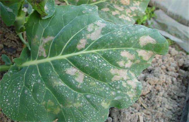 Control measures of downy mildew of kale