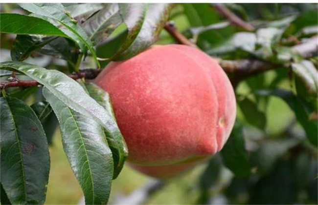 What's the reason for peaches and nuts?