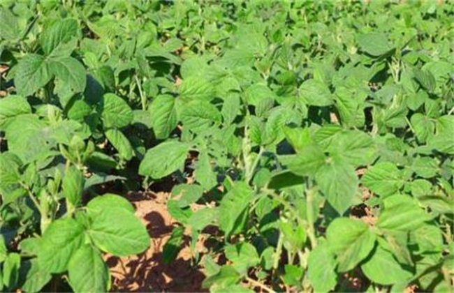 Causes of yield reduction in continuous cropping of soybean