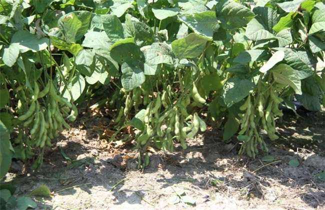 Control measures for yield reduction of soybean in continuous cropping