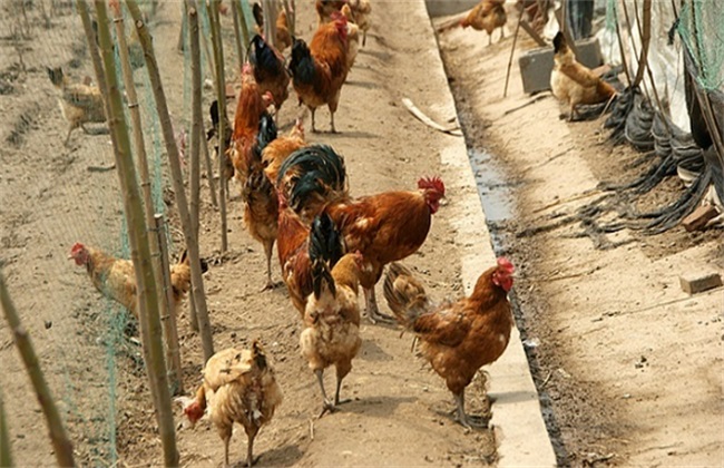 Common wrong ways of medication in raising chickens