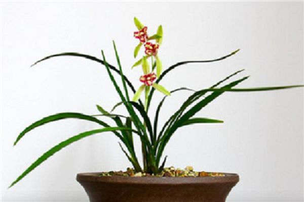 How to fertilize orchids with sheep dung