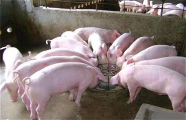 Common sense of novice pig farming