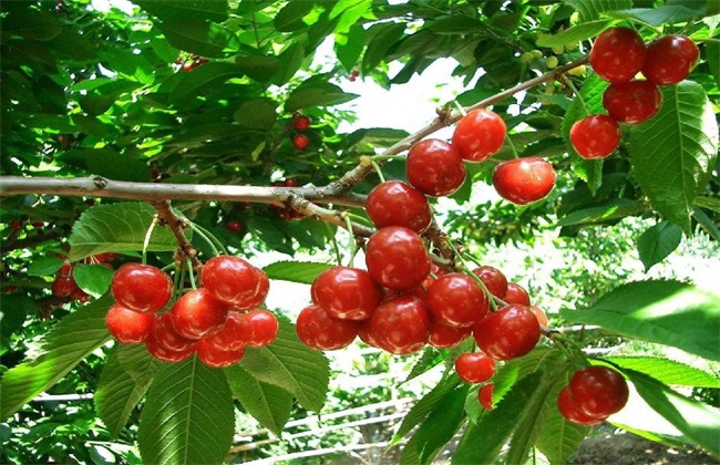 Four measures for autumn pruning of cherry trees