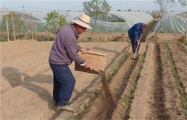 Matters needing attention in applying organic fertilizer