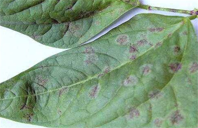 Control methods of coal mildew of bean