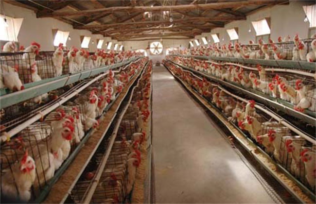 Causes and control methods of nests in laying hens