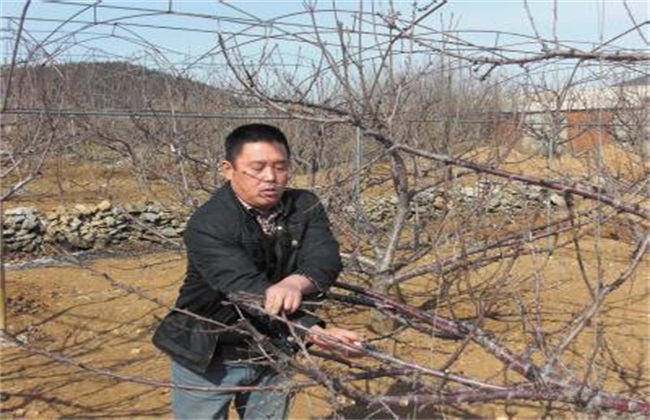 Matters needing attention in autumn cutting of cherry trees