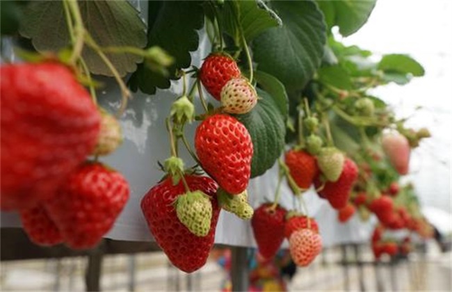 Nutrition to be replenished during fruit expansion of strawberry