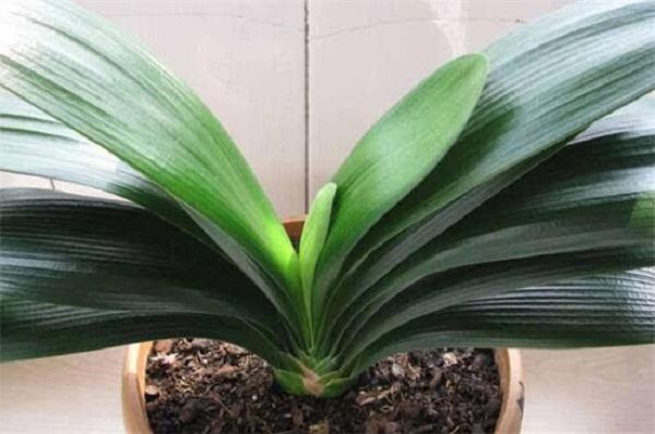 How to cut the leaves of Cymbidium, cut the cuttings from the base