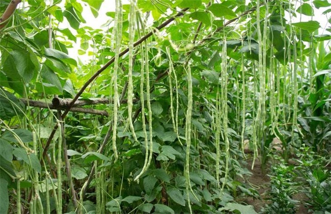 Prevention and control measures of bean resting