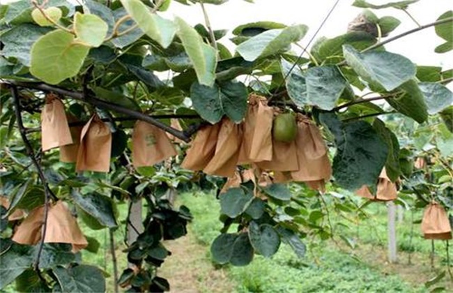 Bagging technology of kiwifruit