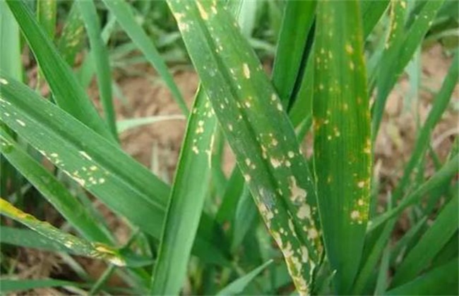 How to avoid herbicide damage to wheat weeding in winter